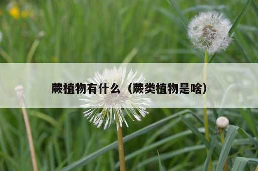 蕨植物有什么？蕨类植物是啥_https://www.86362.com_资讯_第1张