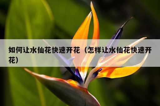 如何让水仙花快速开花？怎样让水仙花快速开花_https://www.86362.com_资讯_第1张