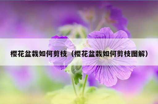 樱花盆栽如何剪枝？樱花盆栽如何剪枝图解_https://www.86362.com_资讯_第1张