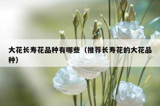 大花长寿花品种有哪些？推荐长寿花的大花品种