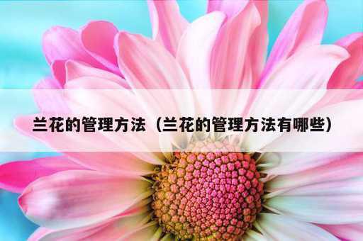 兰花的管理方法？兰花的管理方法有哪些