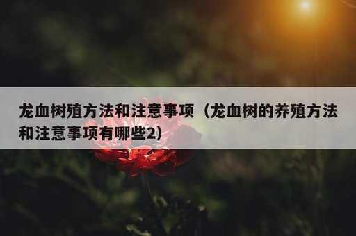 龙血树殖方法和注意事项？龙血树的养殖方法和注意事项有哪些2