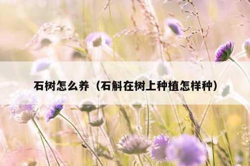 石树怎么养？石斛在树上种植怎样种_https://www.86362.com_资讯_第1张