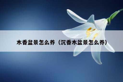 木香盆景怎么养？沉香木盆景怎么养_https://www.86362.com_资讯_第1张