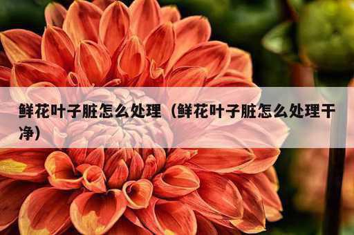 鲜花叶子脏怎么处理？鲜花叶子脏怎么处理干净_https://www.86362.com_资讯_第1张