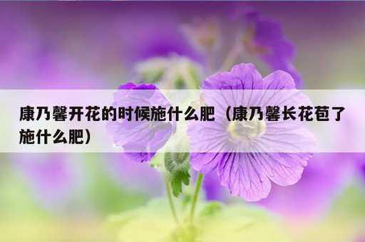 康乃馨开花的时候施什么肥？康乃馨长花苞了施什么肥