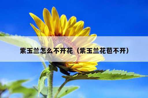 紫玉兰怎么不开花？紫玉兰花苞不开_https://www.86362.com_资讯_第1张