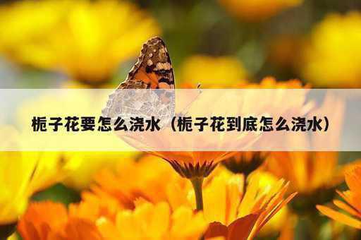 栀子花要怎么浇水？栀子花到底怎么浇水_https://www.86362.com_资讯_第1张