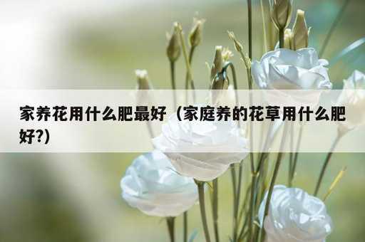 家养花用什么肥最好？家庭养的花草用什么肥好?_https://www.86362.com_资讯_第1张