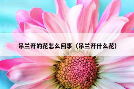 吊兰开的花怎么回事？吊兰开什么花_https://www.86362.com_资讯_第1张