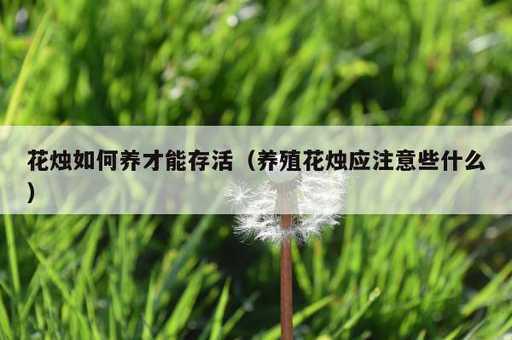 花烛如何养才能存活？养殖花烛应注意些什么_https://www.86362.com_资讯_第1张