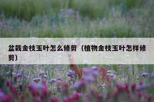 盆栽金枝玉叶怎么修剪？植物金枝玉叶怎样修剪