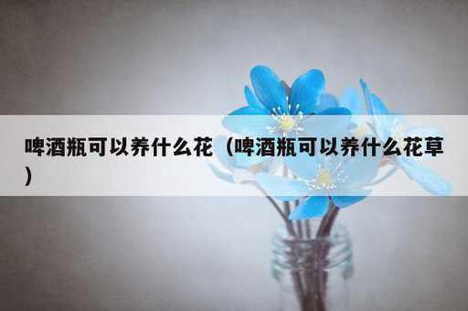 啤酒瓶可以养什么花？啤酒瓶可以养什么花草_https://www.86362.com_资讯_第1张