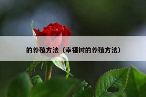 的养殖方法？幸福树的养殖方法_https://www.86362.com_资讯_第1张