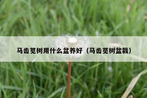 马齿苋树用什么盆养好？马齿苋树盆栽_https://www.86362.com_资讯_第1张