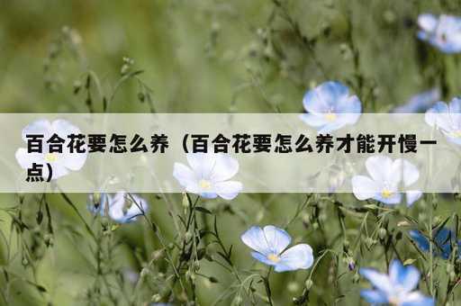 百合花要怎么养？百合花要怎么养才能开慢一点_https://www.86362.com_资讯_第1张