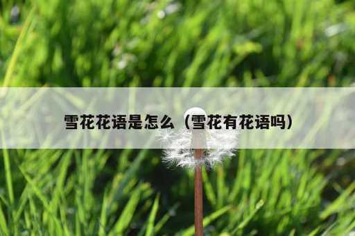 雪花花语是怎么？雪花有花语吗_https://www.86362.com_资讯_第1张