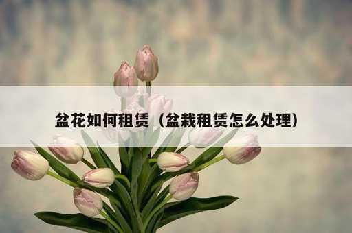 盆花如何租赁？盆栽租赁怎么处理_https://www.86362.com_资讯_第1张