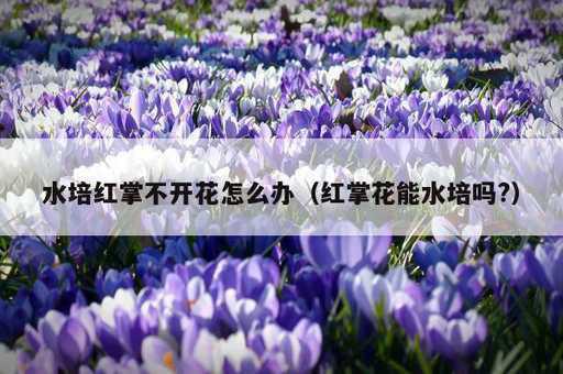 水培红掌不开花怎么办？红掌花能水培吗?_https://www.86362.com_资讯_第1张