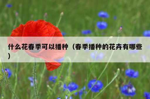 什么花春季可以播种？春季播种的花卉有哪些_https://www.86362.com_资讯_第1张