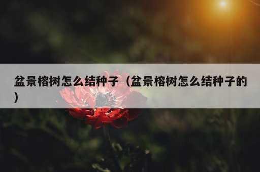 盆景榕树怎么结种子？盆景榕树怎么结种子的_https://www.86362.com_资讯_第1张