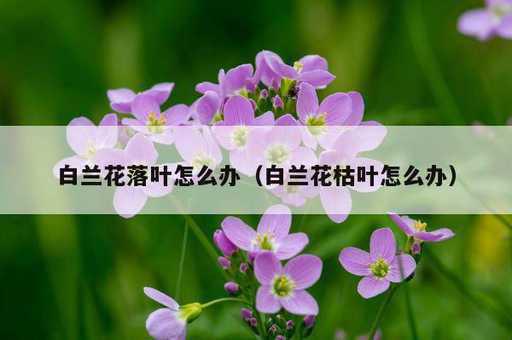 白兰花落叶怎么办？白兰花枯叶怎么办