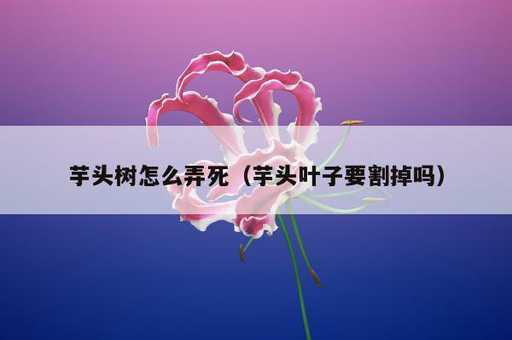 芋头树怎么弄死？芋头叶子要割掉吗