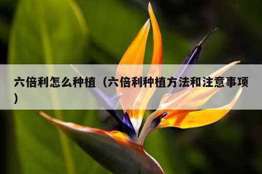 六倍利怎么种植？六倍利种植方法和注意事项