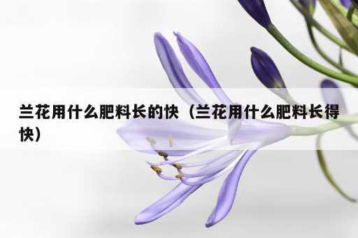 兰花用什么肥料长的快？兰花用什么肥料长得快