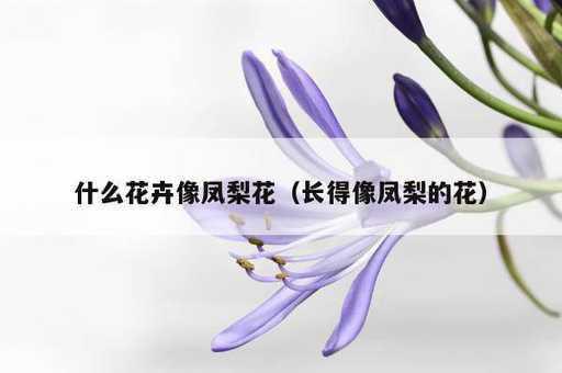 什么花卉像凤梨花？长得像凤梨的花_https://www.86362.com_资讯_第1张