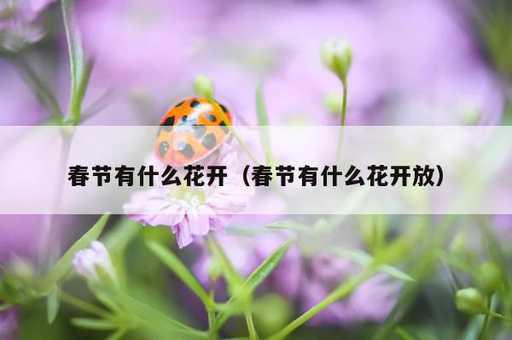 春节有什么花开？春节有什么花开放_https://www.86362.com_资讯_第1张