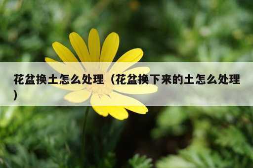 花盆换土怎么处理？花盆换下来的土怎么处理_https://www.86362.com_资讯_第1张