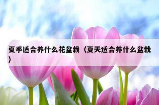 夏季适合养什么花盆栽？夏天适合养什么盆栽_https://www.86362.com_资讯_第1张