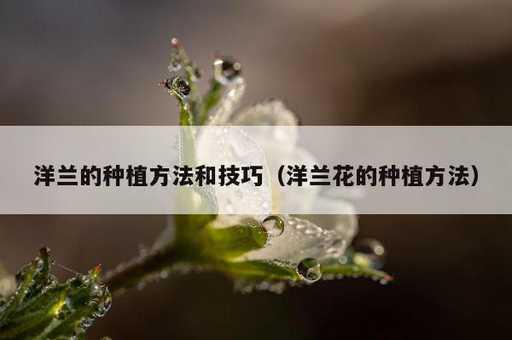 洋兰的种植方法和技巧？洋兰花的种植方法_https://www.86362.com_资讯_第1张