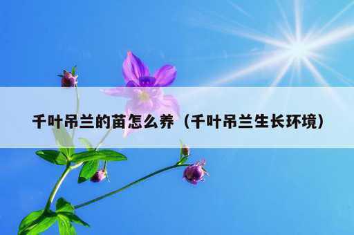 千叶吊兰的苗怎么养？千叶吊兰生长环境_https://www.86362.com_资讯_第1张