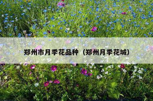 郑州市月季花品种？郑州月季花城