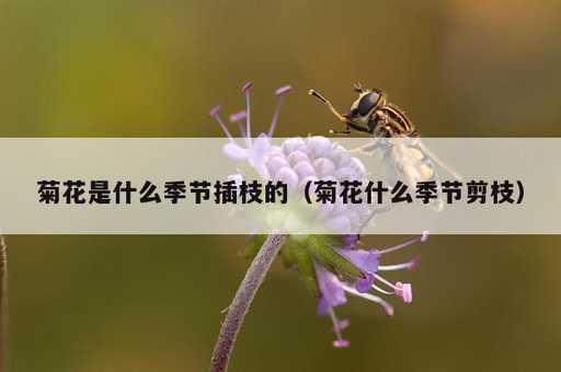 菊花是什么季节插枝的？菊花什么季节剪枝_https://www.86362.com_资讯_第1张