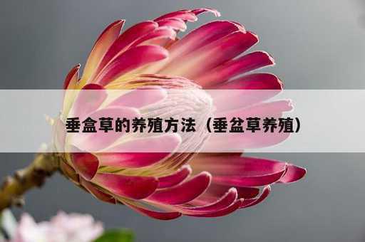 垂盒草的养殖方法？垂盆草养殖