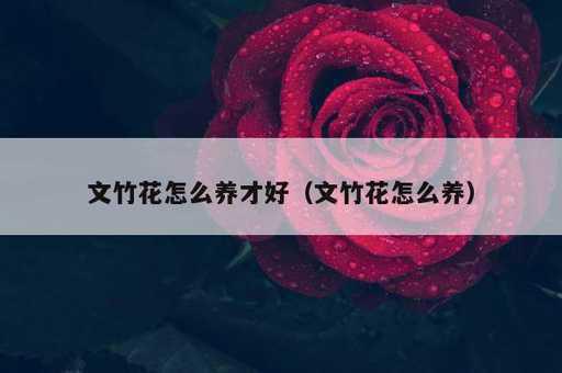 文竹花怎么养才好？文竹花怎么养_https://www.86362.com_资讯_第1张