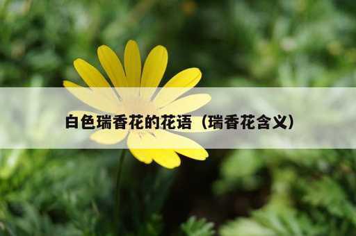 白色瑞香花的花语？瑞香花含义