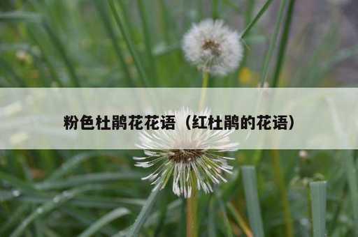 粉色杜鹃花花语？红杜鹃的花语_https://www.86362.com_资讯_第1张