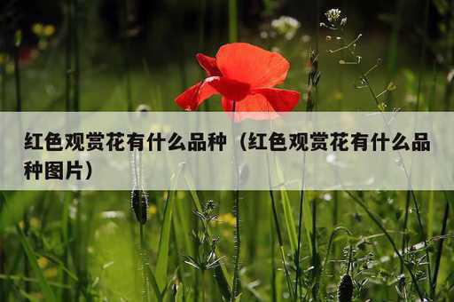 红色观赏花有什么品种？红色观赏花有什么品种图片_https://www.86362.com_资讯_第1张