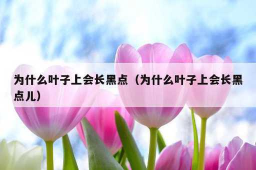 为什么叶子上会长黑点？为什么叶子上会长黑点儿_https://www.86362.com_资讯_第1张