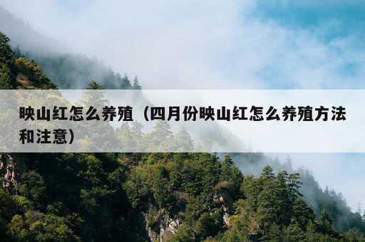 映山红怎么养殖？四月份映山红怎么养殖方法和注意