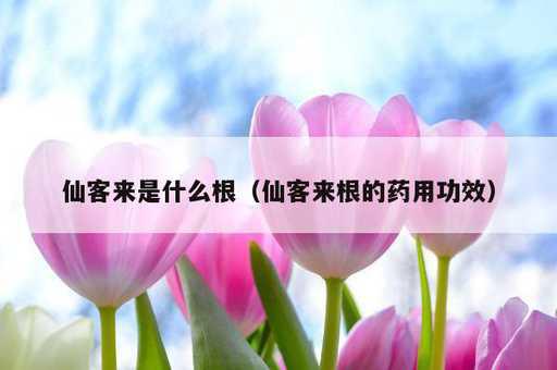 仙客来是什么根？仙客来根的药用功效_https://www.86362.com_资讯_第1张