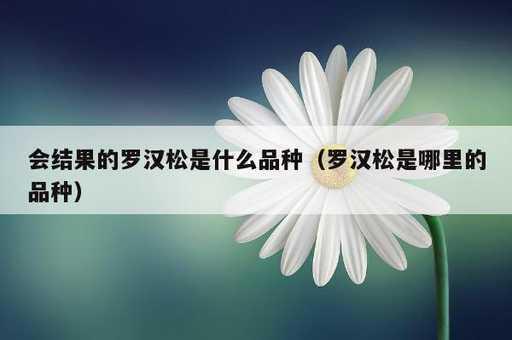 会结果的罗汉松是什么品种？罗汉松是哪里的品种_https://www.86362.com_资讯_第1张