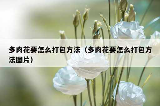 多肉花要怎么打包方法？多肉花要怎么打包方法图片