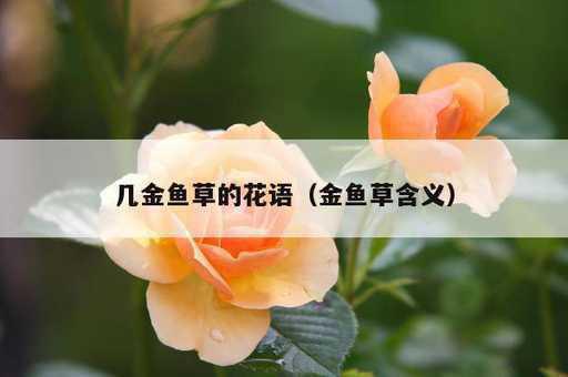 几金鱼草的花语？金鱼草含义_https://www.86362.com_资讯_第1张