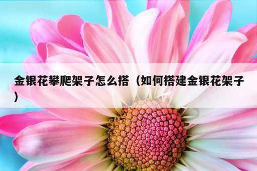 金银花攀爬架子怎么搭？如何搭建金银花架子