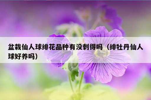 盆栽仙人球绯花品种有没刺得吗？绯牡丹仙人球好养吗_https://www.86362.com_资讯_第1张